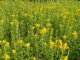 Plante med grøn stilk og gul blomst i toppen